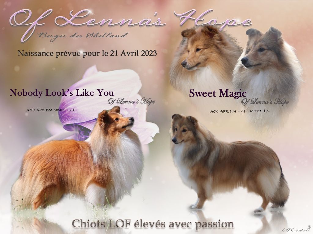 Of Lenna's Hope - Des chiots prévuent pour le 21 Avril