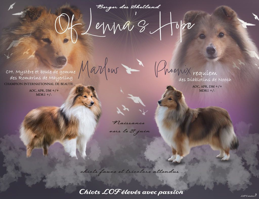 Of Lenna's Hope - Des chiots prévues pour le 27 Juin disponibles à partir du 30 Aout