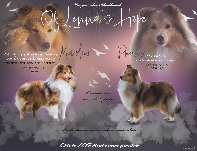 Of Lenna's Hope - Shetland Sheepdog - Portée née le 27/06/2023