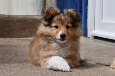 Of Lenna's Hope - Shetland Sheepdog - Portée née le 11/03/2024