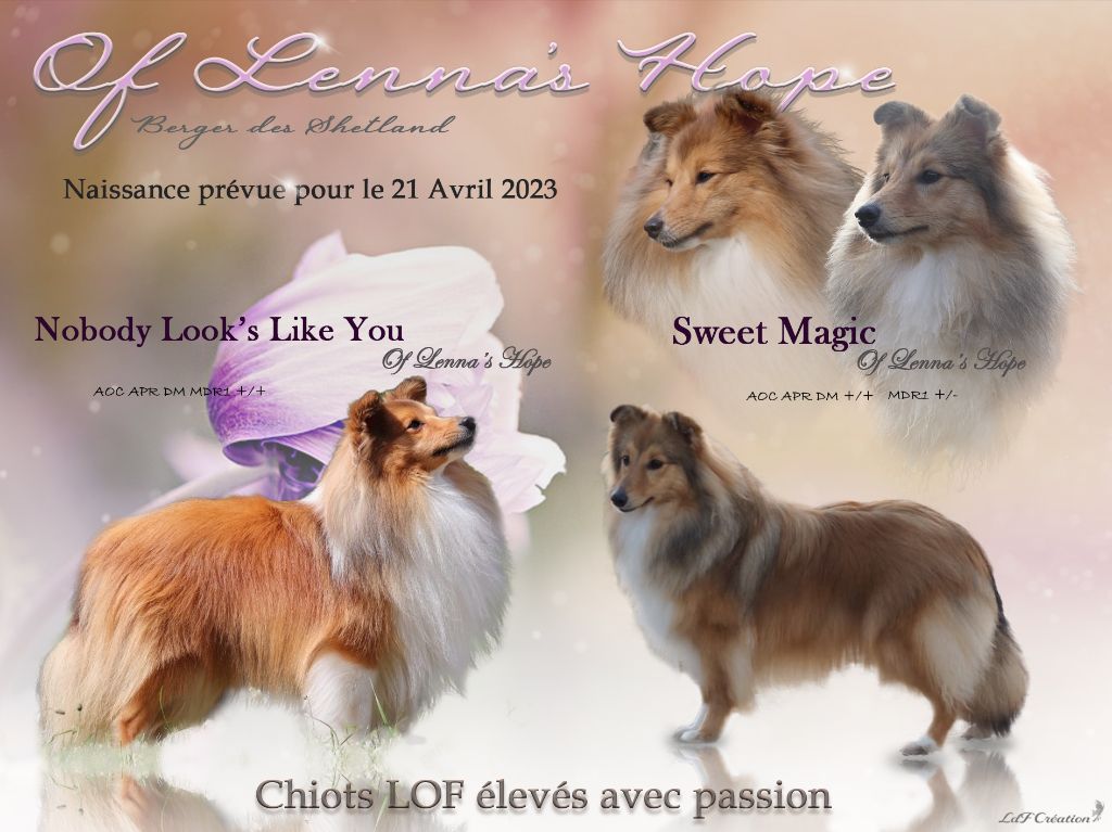 Des chiots prévuent pour le 21 Avril