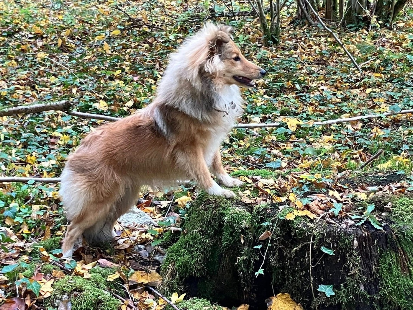 Of Lenna's Hope - Chiots disponibles - Shetland Sheepdog