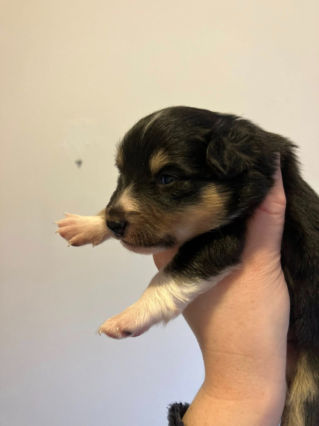 Of Lenna's Hope - Chiots disponibles - Shetland Sheepdog