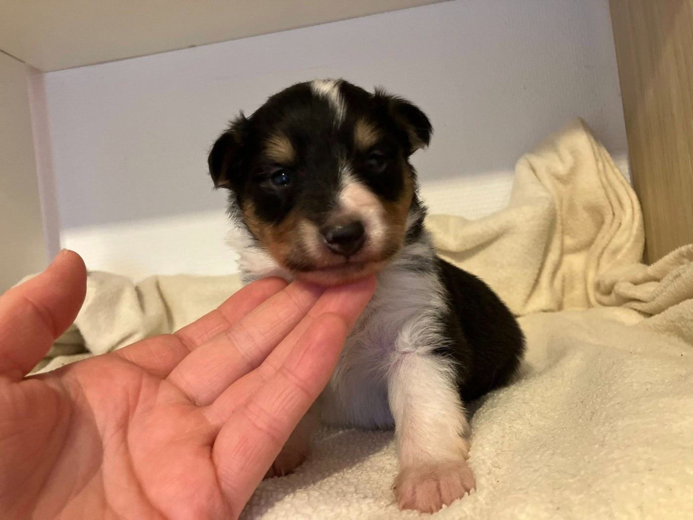 Of Lenna's Hope - Chiots disponibles - Shetland Sheepdog