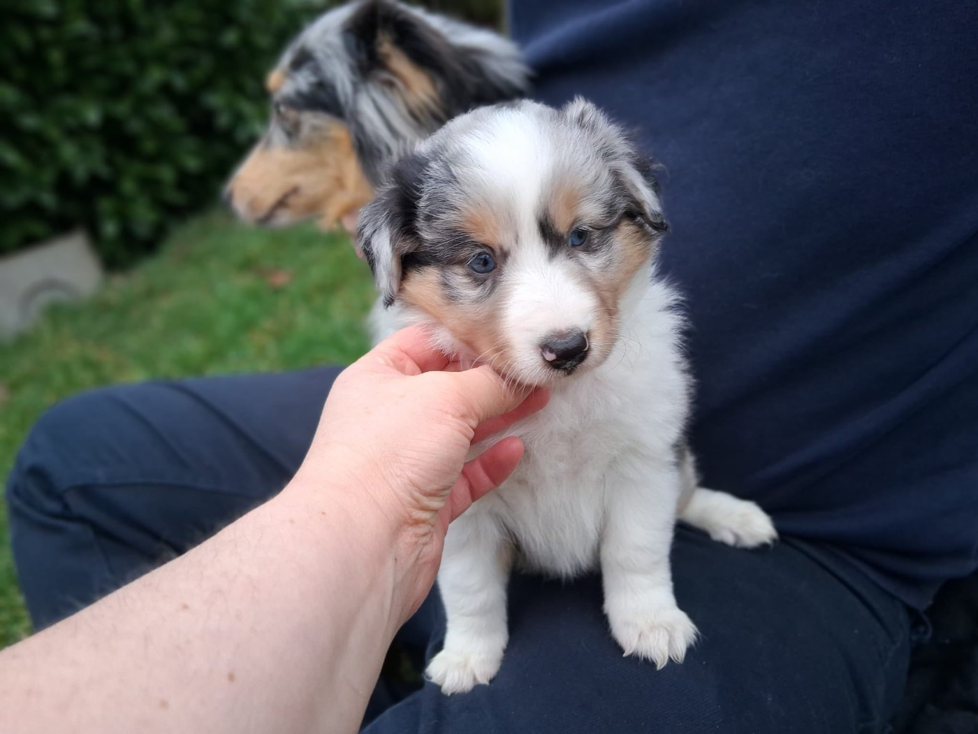 Of Lenna's Hope - Chiots disponibles - Shetland Sheepdog