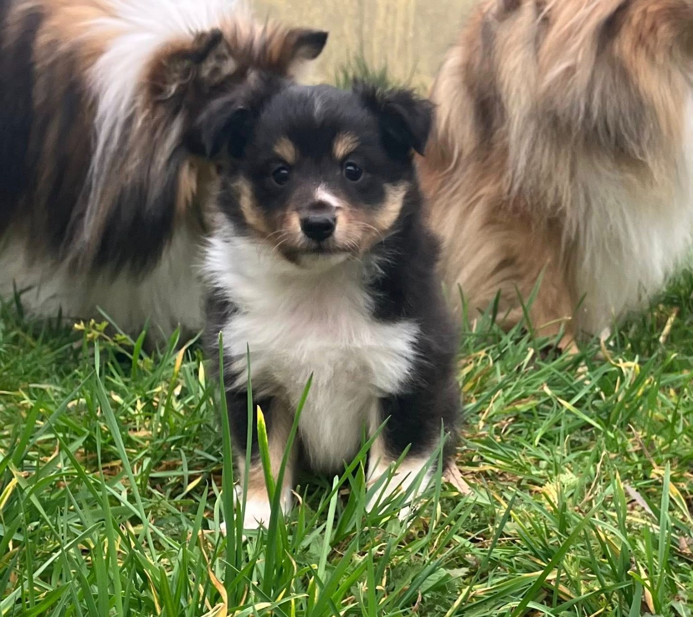 Of Lenna's Hope - Chiots disponibles - Shetland Sheepdog