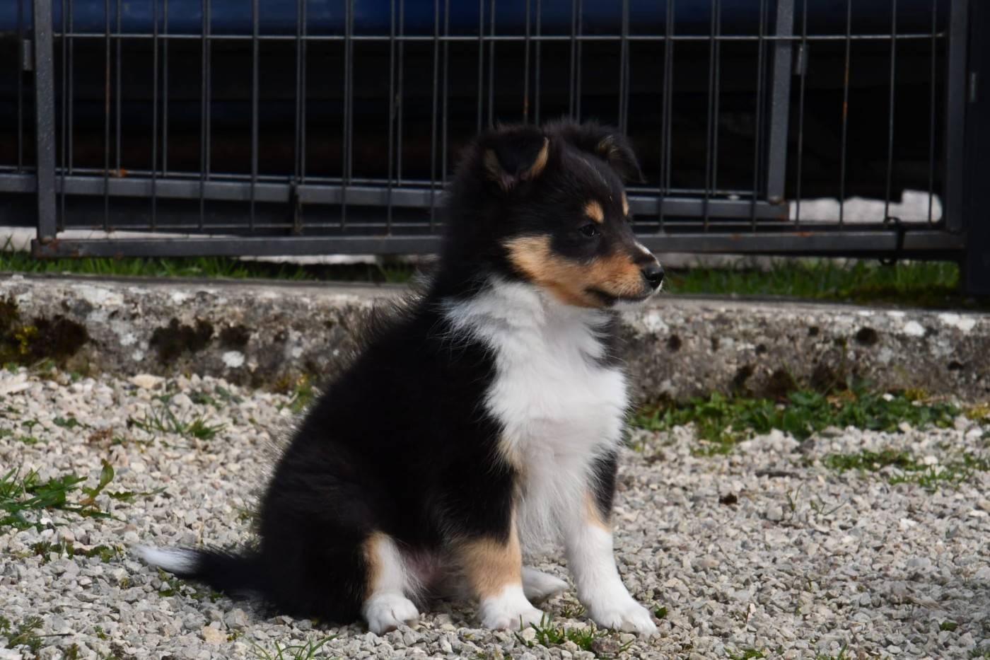 Of Lenna's Hope - Chiots disponibles - Shetland Sheepdog