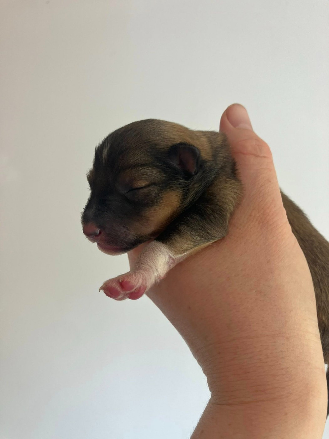 Of Lenna's Hope - Chiots disponibles - Shetland Sheepdog