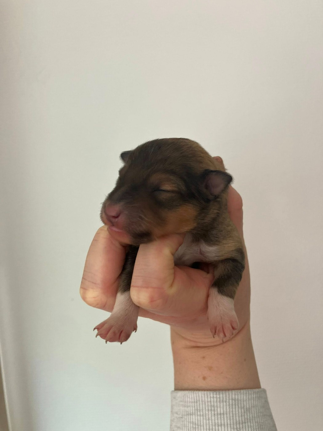 Of Lenna's Hope - Chiots disponibles - Shetland Sheepdog