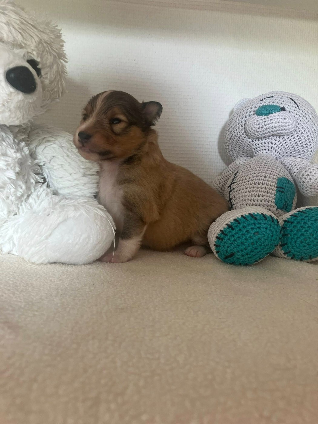 Of Lenna's Hope - Chiots disponibles - Shetland Sheepdog