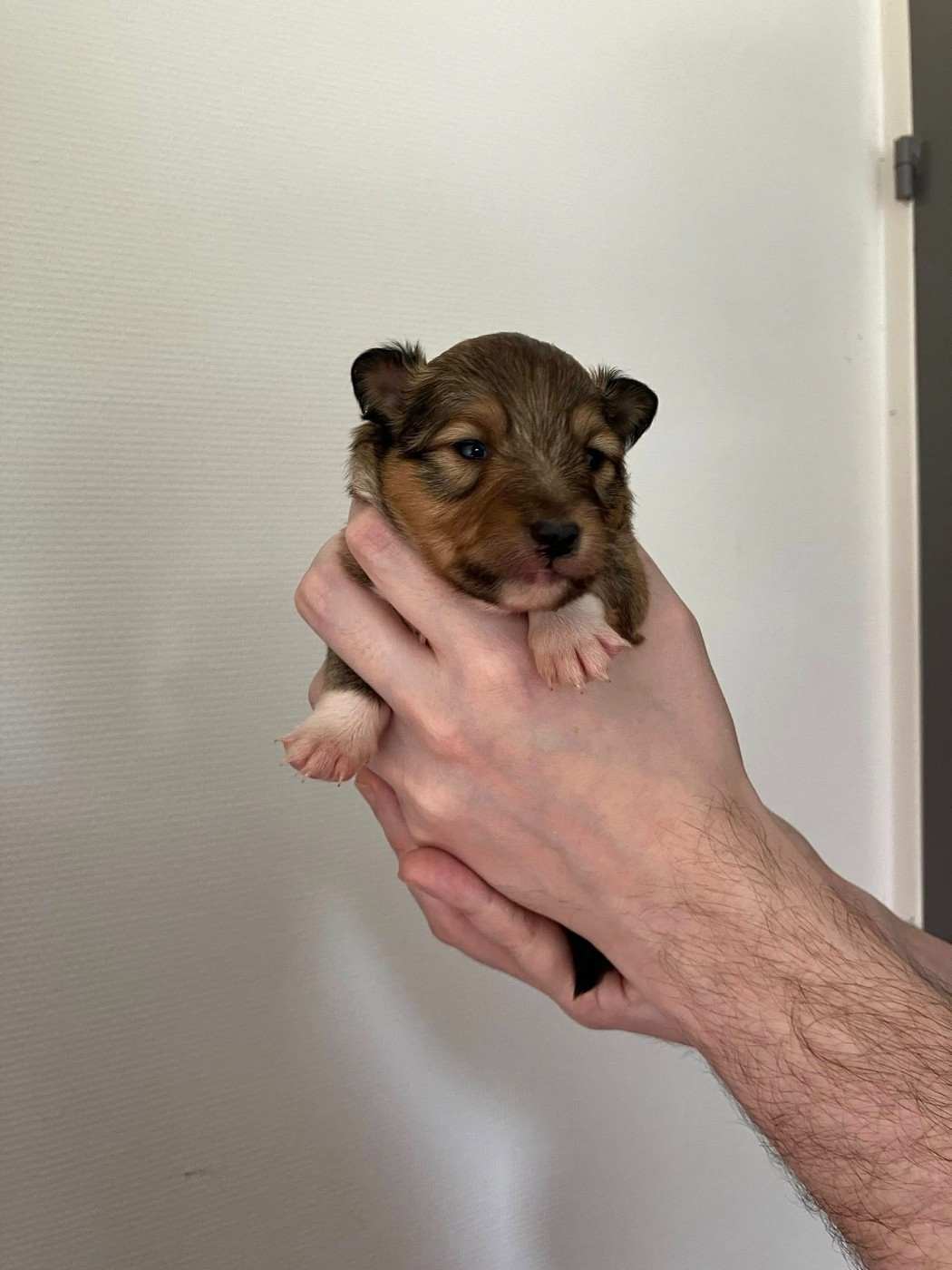 Of Lenna's Hope - Chiots disponibles - Shetland Sheepdog