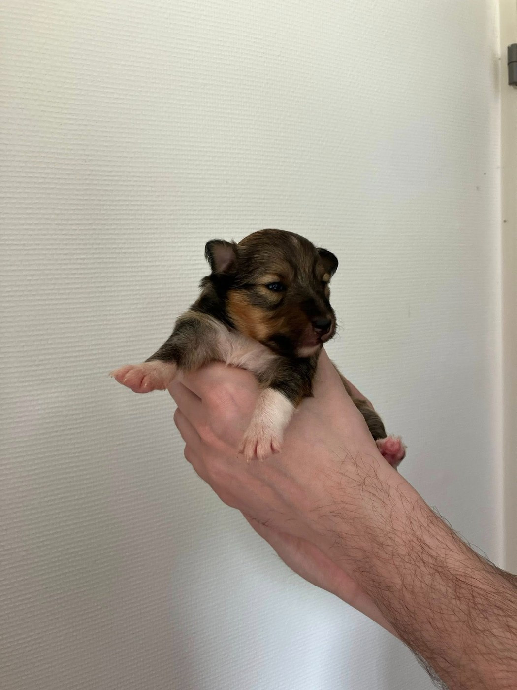 Of Lenna's Hope - Chiots disponibles - Shetland Sheepdog