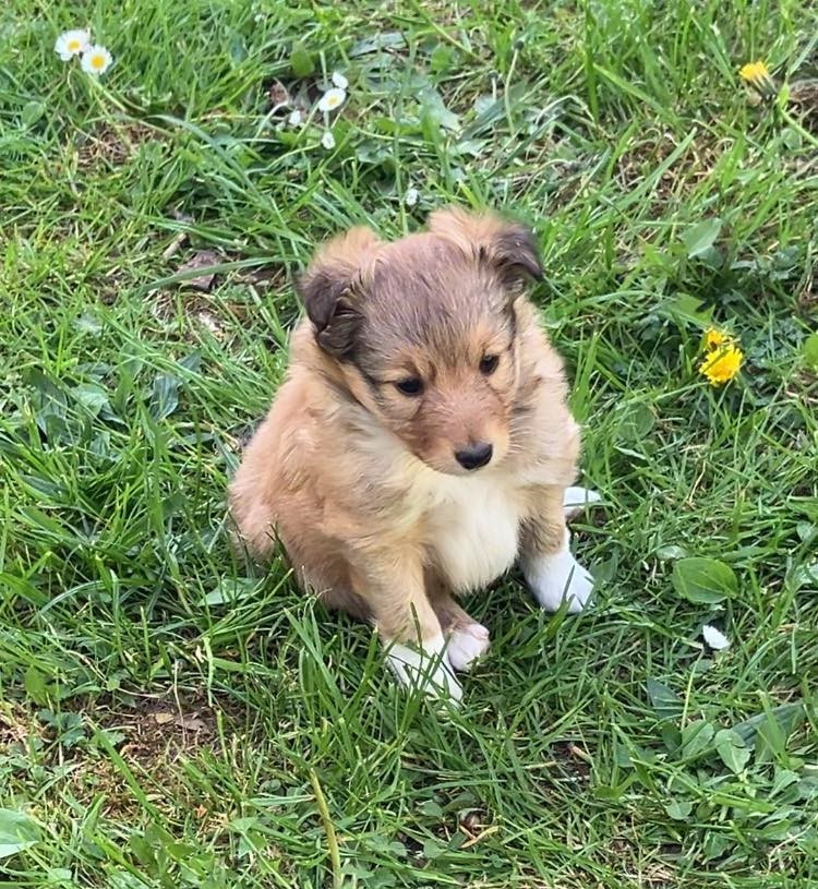 Of Lenna's Hope - Shetland Sheepdog - Portée née le 21/03/2026