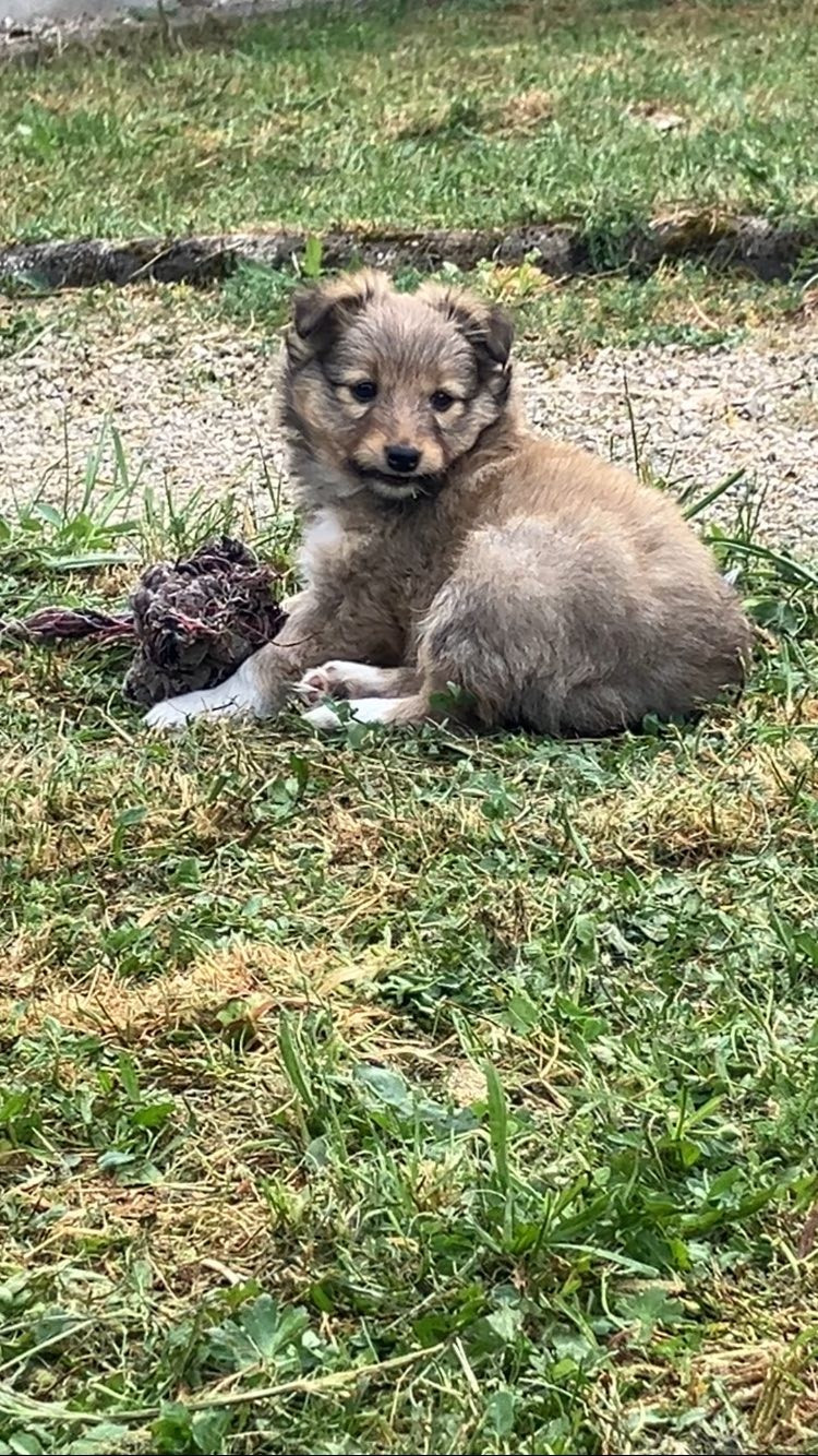 Of Lenna's Hope - Chiots disponibles - Shetland Sheepdog