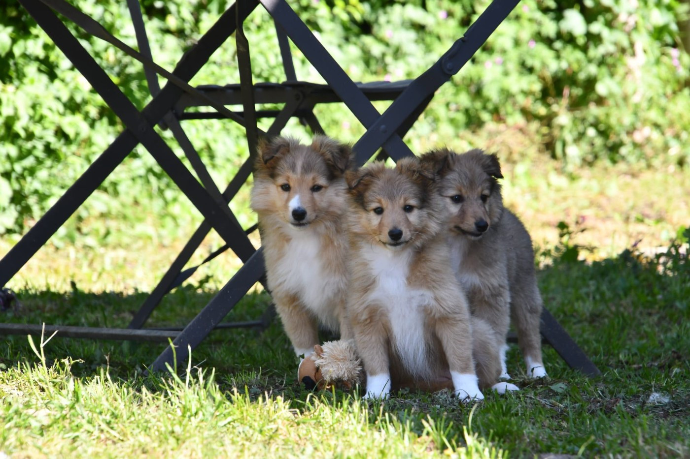 Of Lenna's Hope - Shetland Sheepdog - Portée née le 21/03/2026
