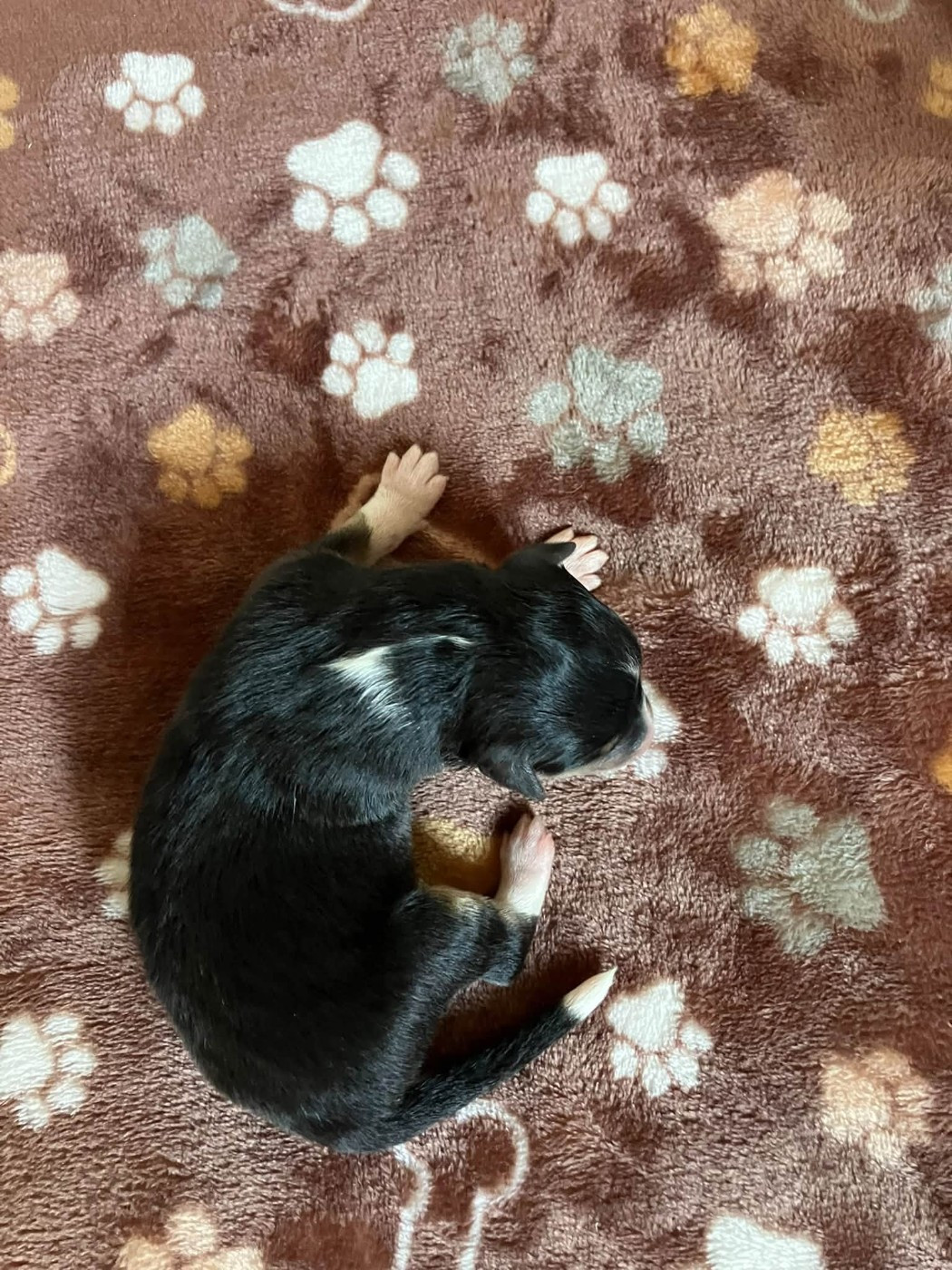Of Lenna's Hope - Chiots disponibles - Shetland Sheepdog