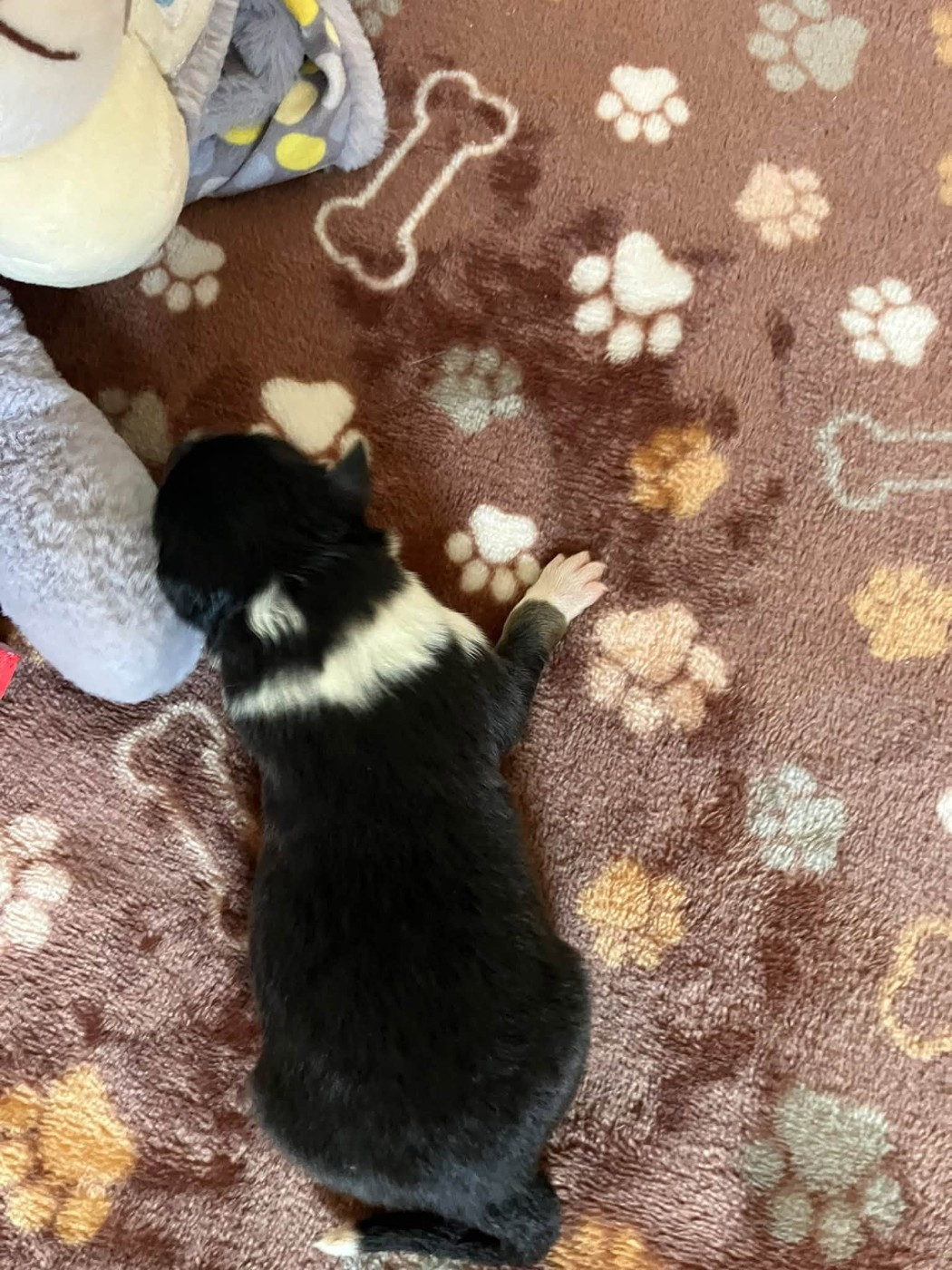 Of Lenna's Hope - Chiots disponibles - Shetland Sheepdog