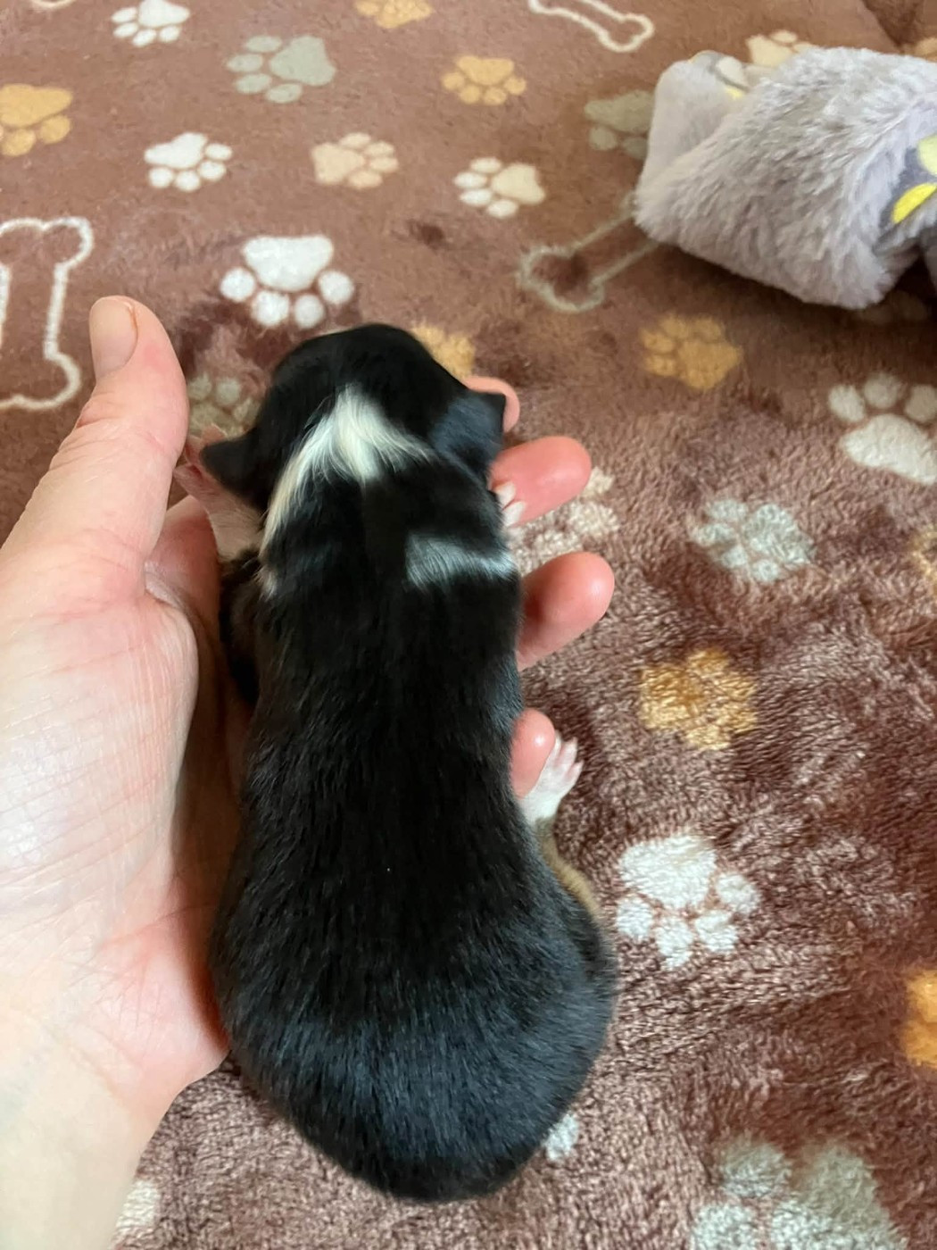 Of Lenna's Hope - Chiots disponibles - Shetland Sheepdog