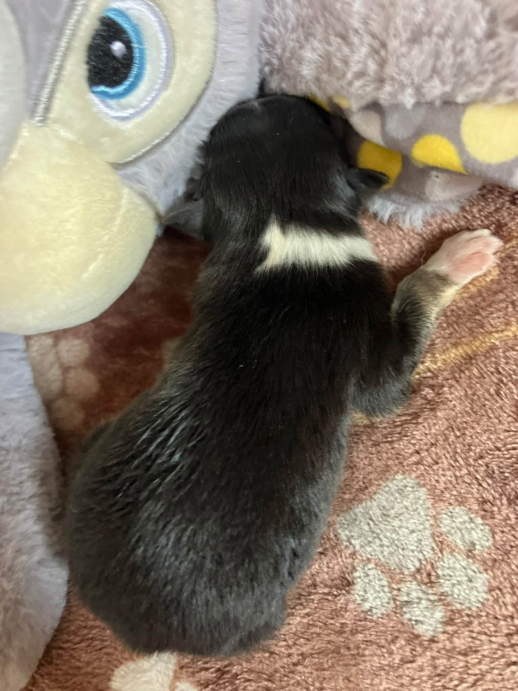 Of Lenna's Hope - Chiots disponibles - Shetland Sheepdog