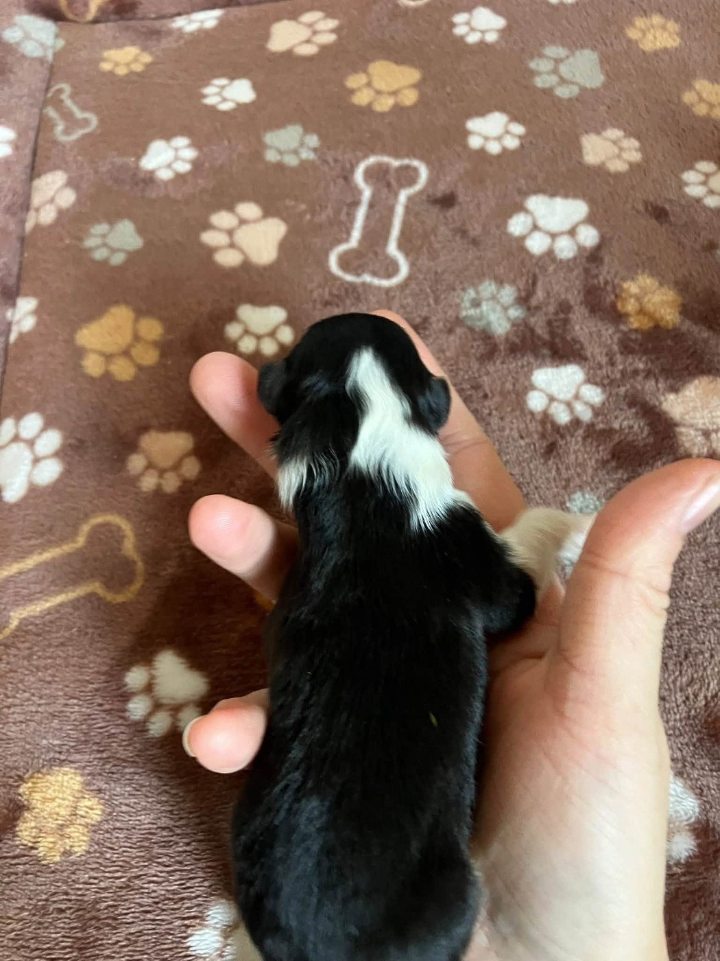 Of Lenna's Hope - Chiots disponibles - Shetland Sheepdog