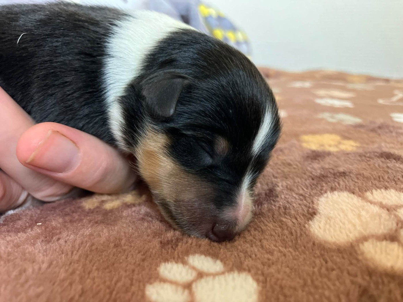 Of Lenna's Hope - Chiots disponibles - Shetland Sheepdog