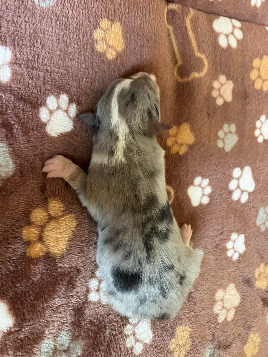 Of Lenna's Hope - Chiots disponibles - Shetland Sheepdog