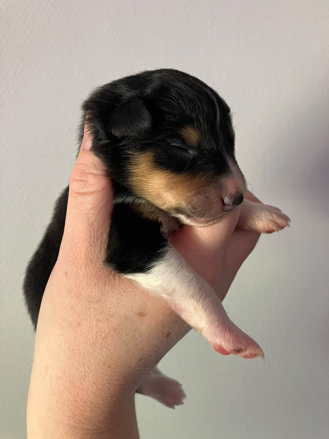 Of Lenna's Hope - Chiots disponibles - Shetland Sheepdog
