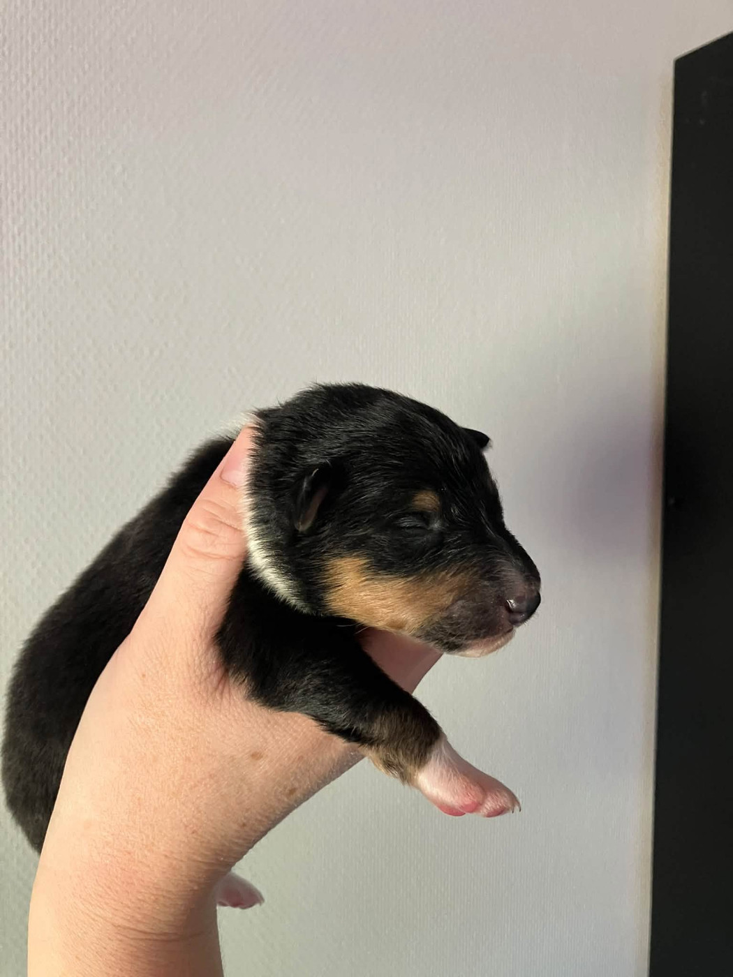 Of Lenna's Hope - Chiots disponibles - Shetland Sheepdog