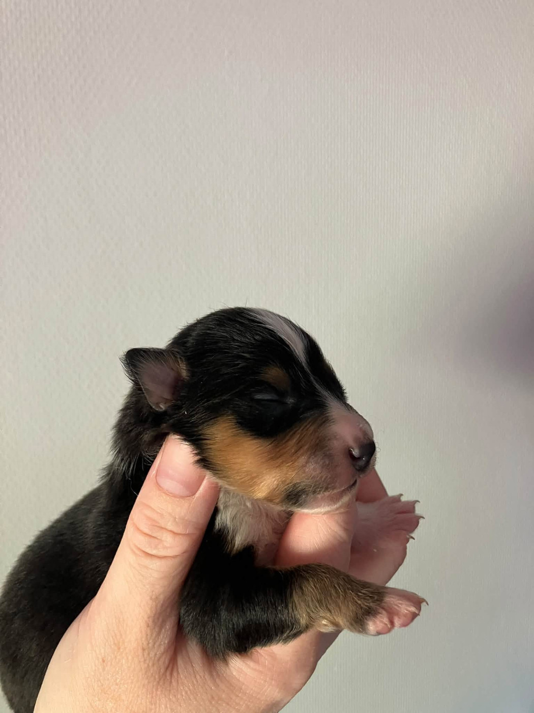 Of Lenna's Hope - Chiots disponibles - Shetland Sheepdog