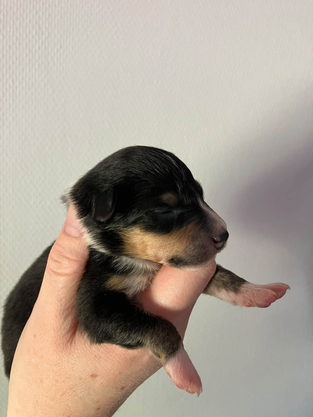 Of Lenna's Hope - Chiots disponibles - Shetland Sheepdog