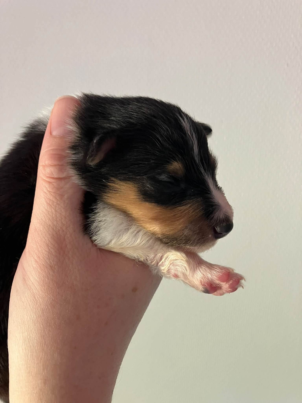 Of Lenna's Hope - Chiots disponibles - Shetland Sheepdog