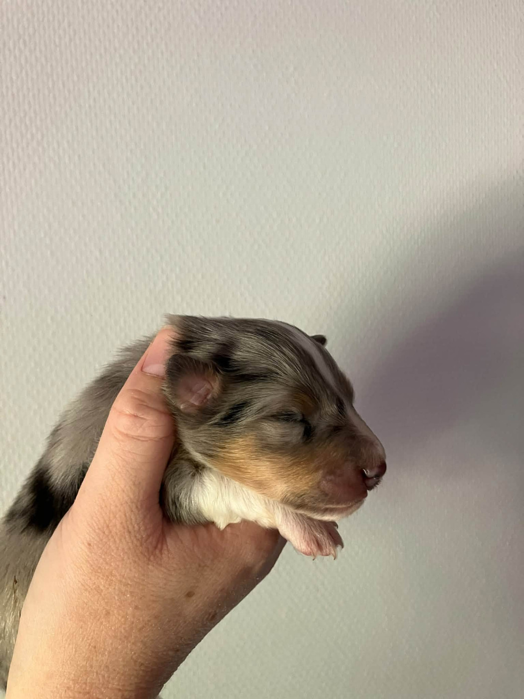 Of Lenna's Hope - Chiots disponibles - Shetland Sheepdog