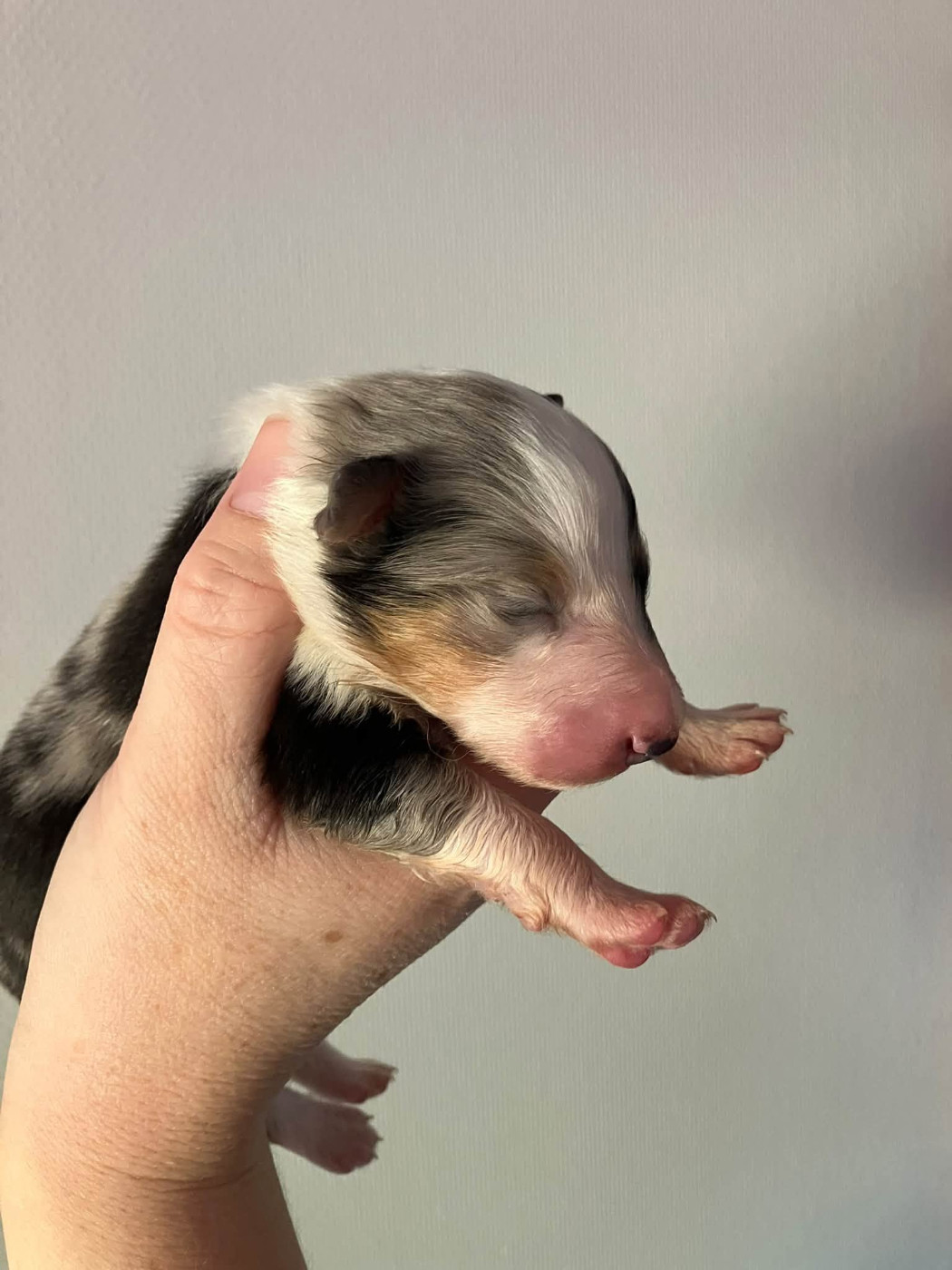Of Lenna's Hope - Chiots disponibles - Shetland Sheepdog
