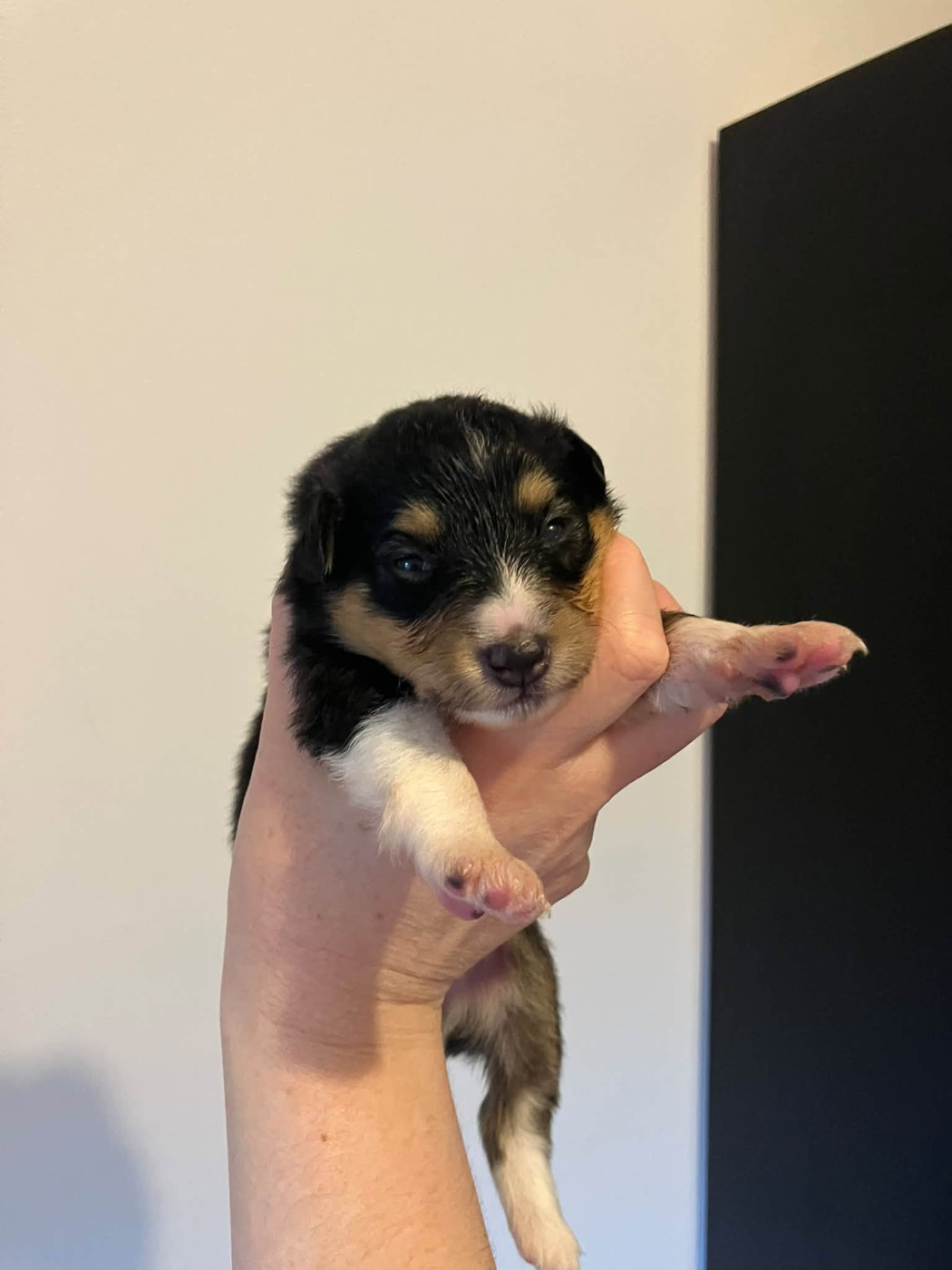 Of Lenna's Hope - Chiots disponibles - Shetland Sheepdog