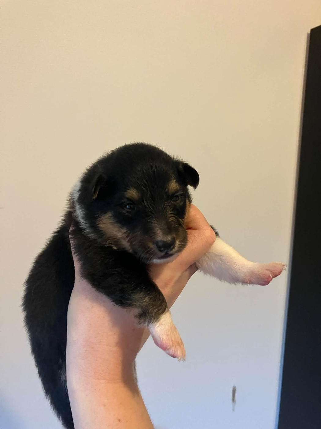 Of Lenna's Hope - Chiots disponibles - Shetland Sheepdog
