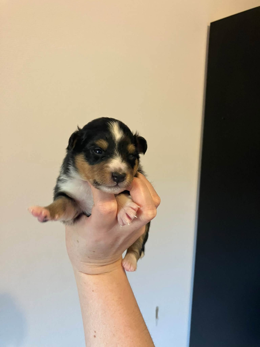 Of Lenna's Hope - Chiots disponibles - Shetland Sheepdog