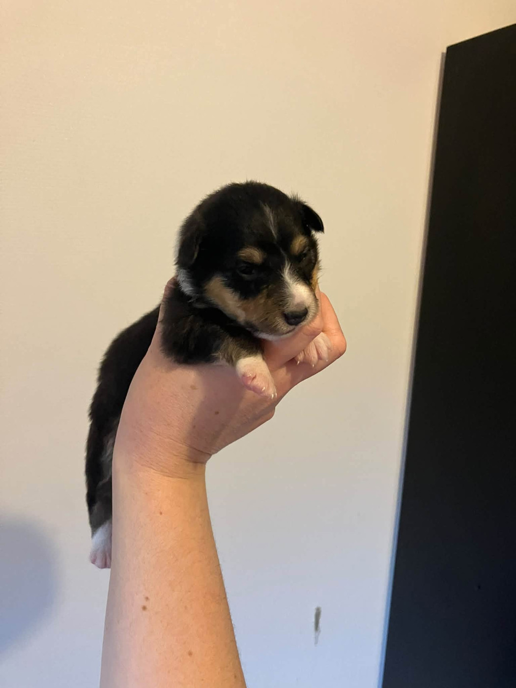 Of Lenna's Hope - Chiots disponibles - Shetland Sheepdog