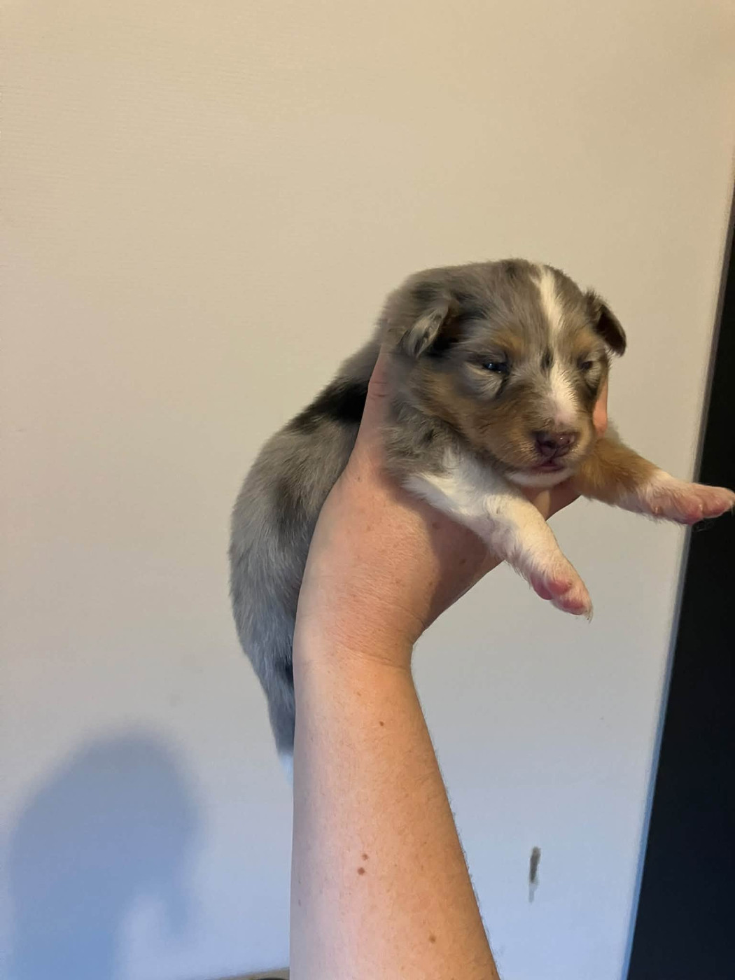 Of Lenna's Hope - Chiots disponibles - Shetland Sheepdog