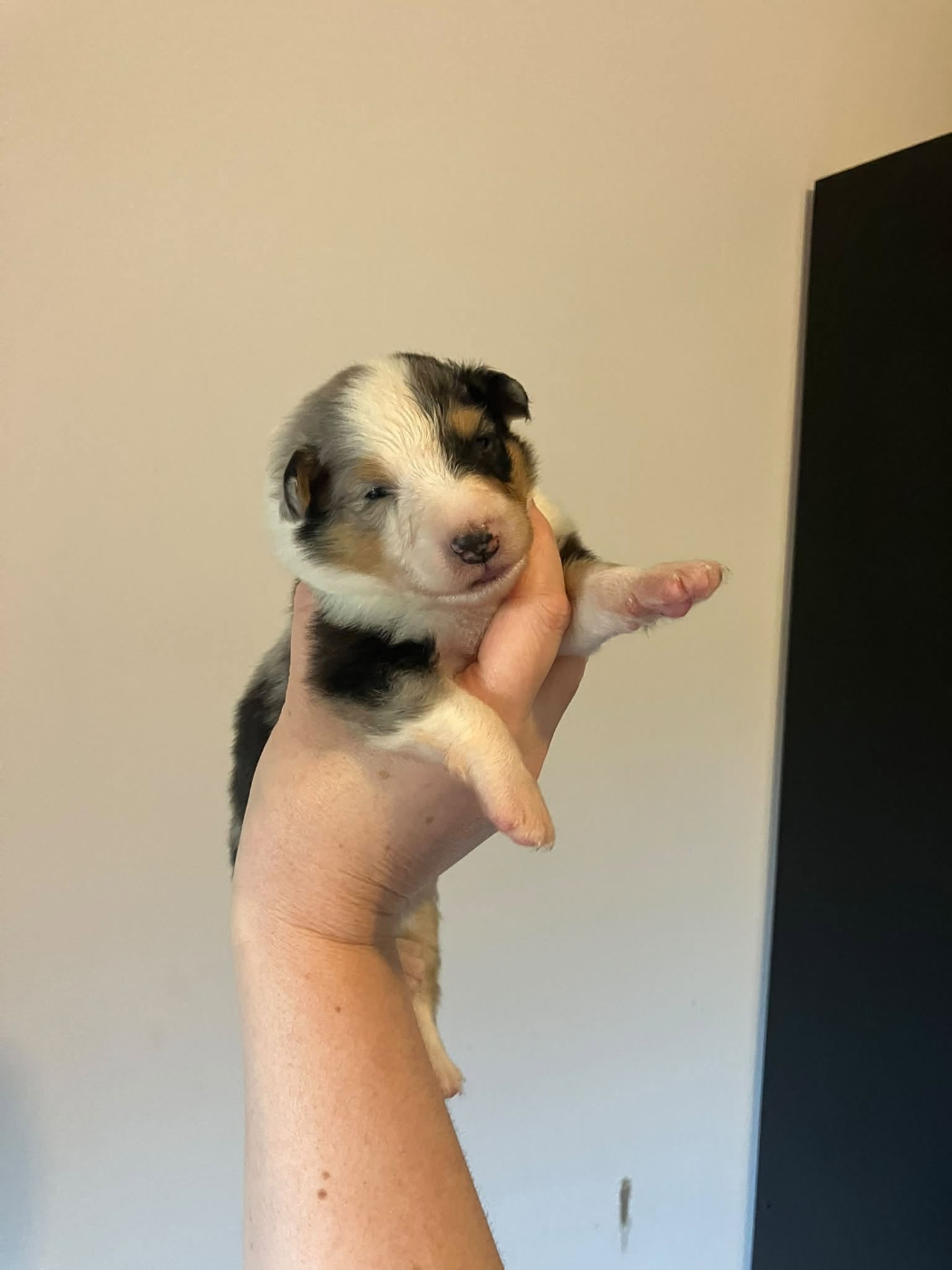 Of Lenna's Hope - Chiots disponibles - Shetland Sheepdog