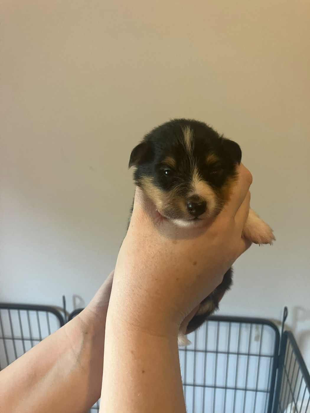 Of Lenna's Hope - Chiots disponibles - Shetland Sheepdog