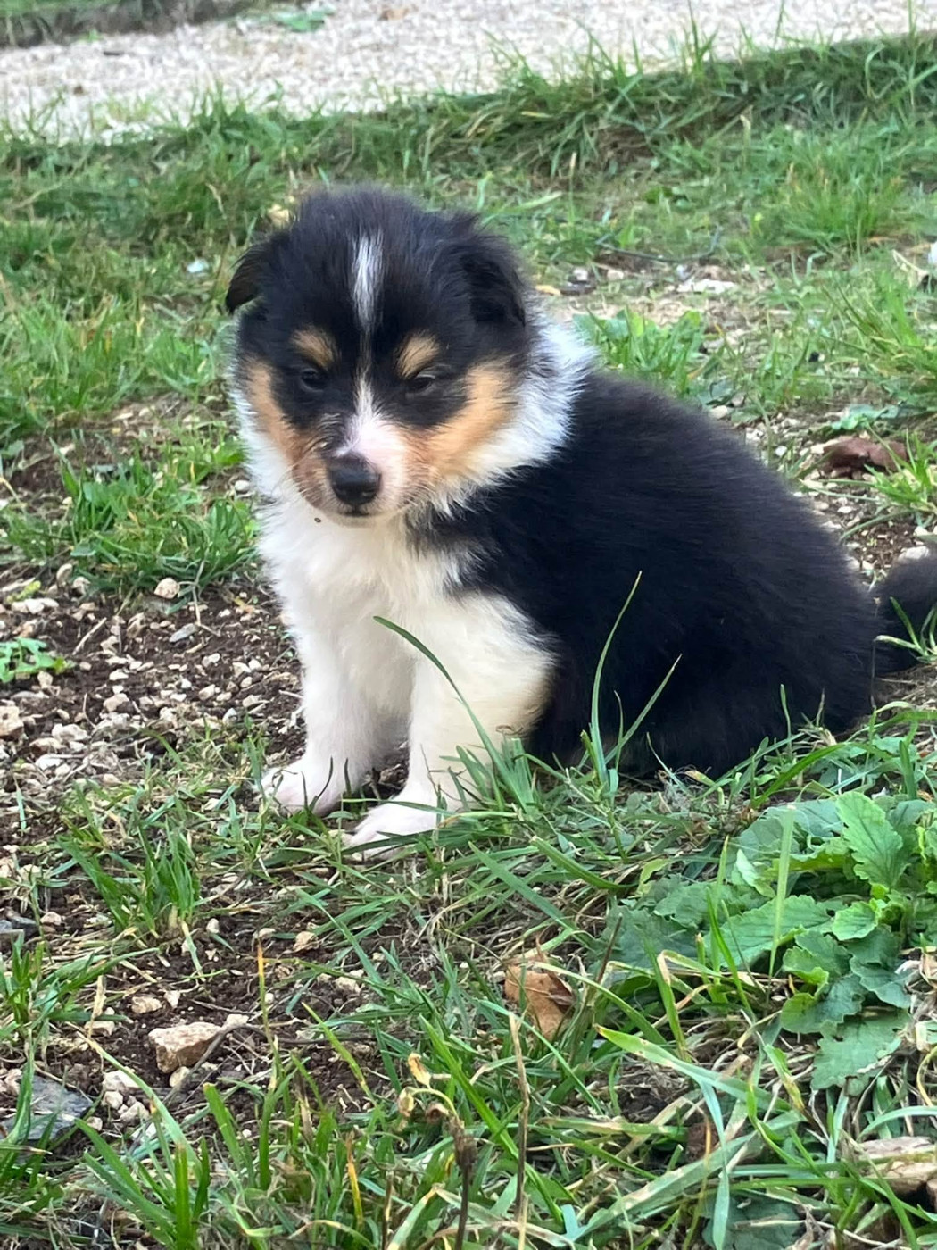 Of Lenna's Hope - Chiots disponibles - Shetland Sheepdog