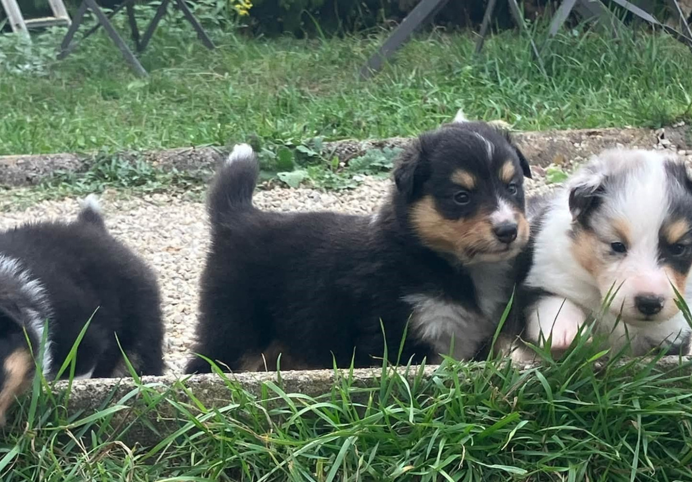 Of Lenna's Hope - Chiots disponibles - Shetland Sheepdog
