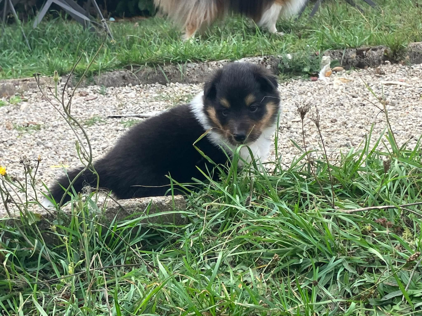 Of Lenna's Hope - Chiots disponibles - Shetland Sheepdog