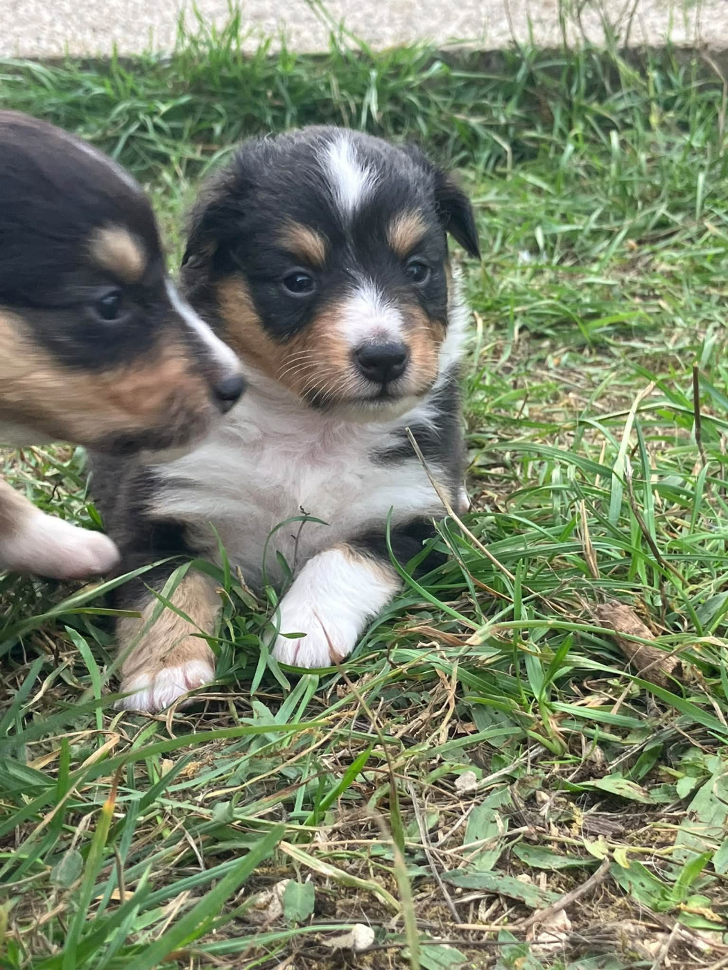 Of Lenna's Hope - Chiots disponibles - Shetland Sheepdog