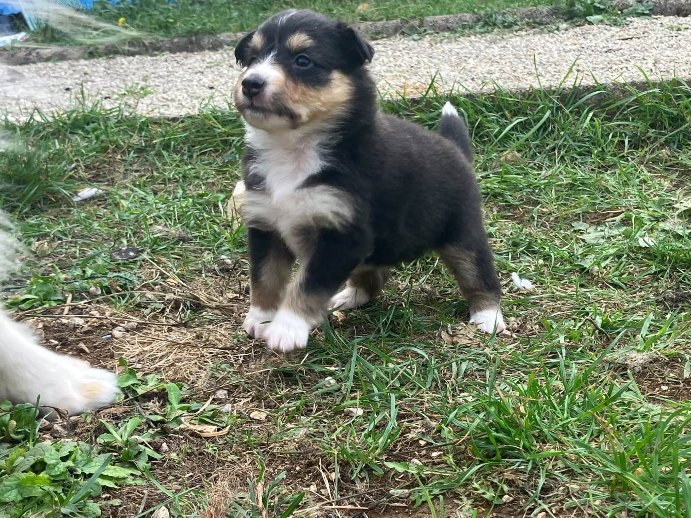 Of Lenna's Hope - Chiots disponibles - Shetland Sheepdog