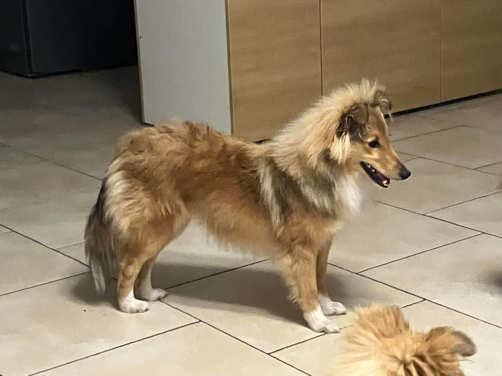 Of Lenna's Hope - Chiots disponibles - Shetland Sheepdog
