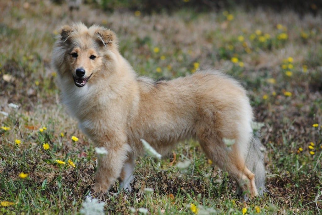 Of Lenna's Hope - Chiots disponibles - Shetland Sheepdog
