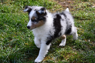 CHIOT 1