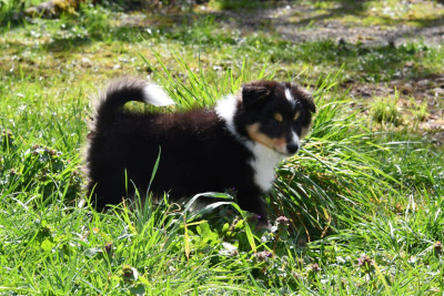 CHIOT 3