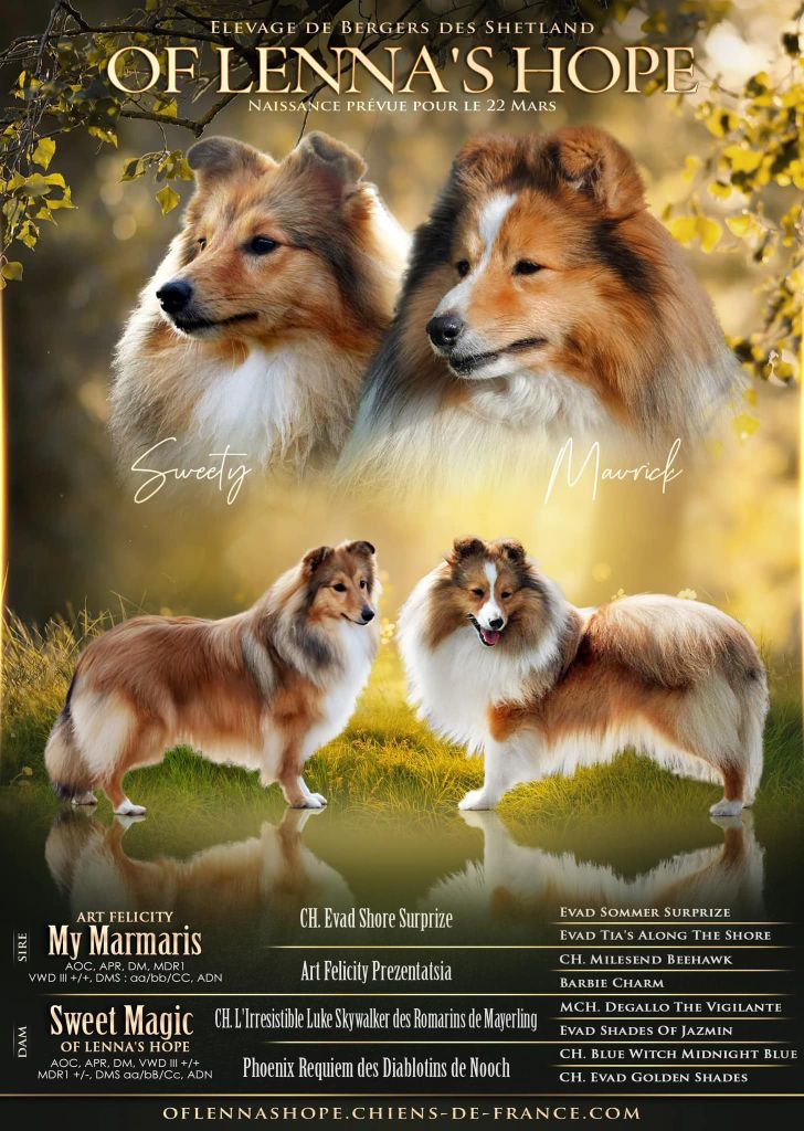 Of Lenna's Hope - Shetland Sheepdog - Portée née le 21/03/2025